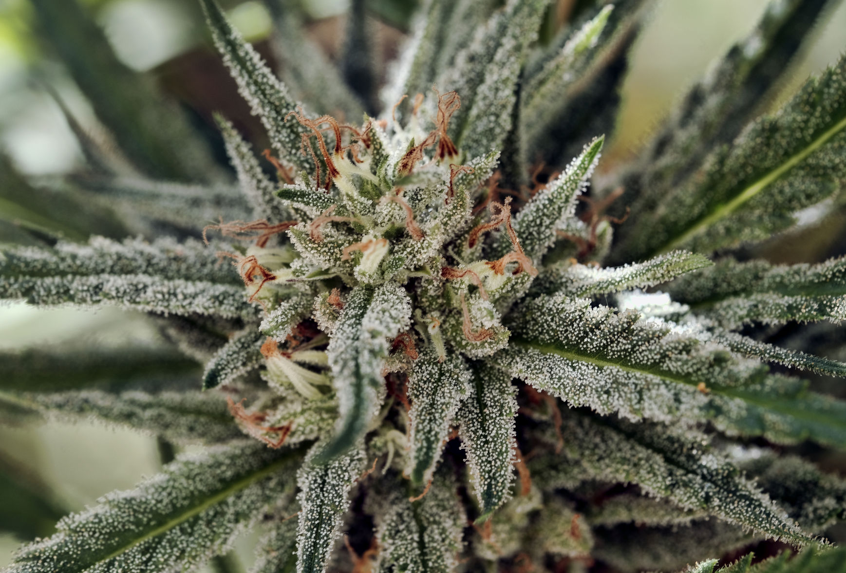 Legal Marijuana Banner Year